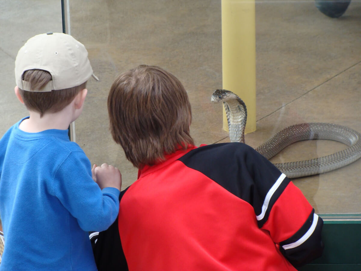 Image of two children looking behind glass at a snake on display.