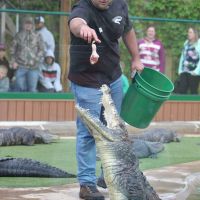 Gator leaps up for food