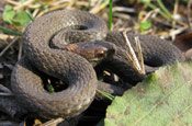 Image of Northern Redbelly Snake.
