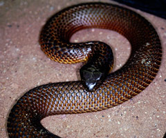 The legendary Tiger Snake of Australia is a very aggres