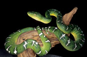 Image of a non-venomous snake.