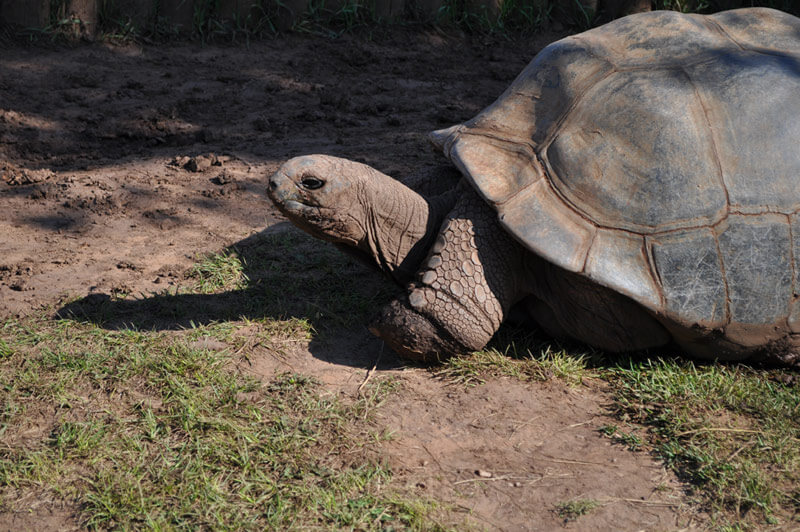 Image of a giant tortoise resting on a patch of grass at Reptile Gardens.