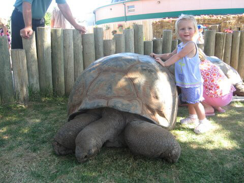 Image of a toddler girl standing next to a tortoise who is almost as tall as her!