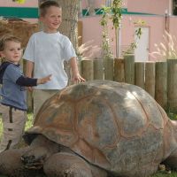 Take your photo with our Giant Tortoises