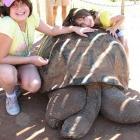 Kids love our Giant Tortoises